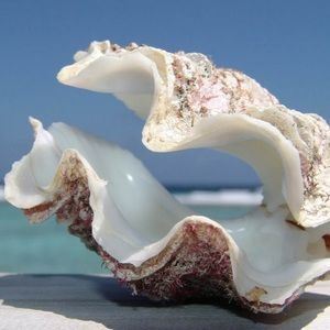 Meet your Posher, Claudia